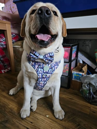 Customer photo review of Collar - Winnie + Friends