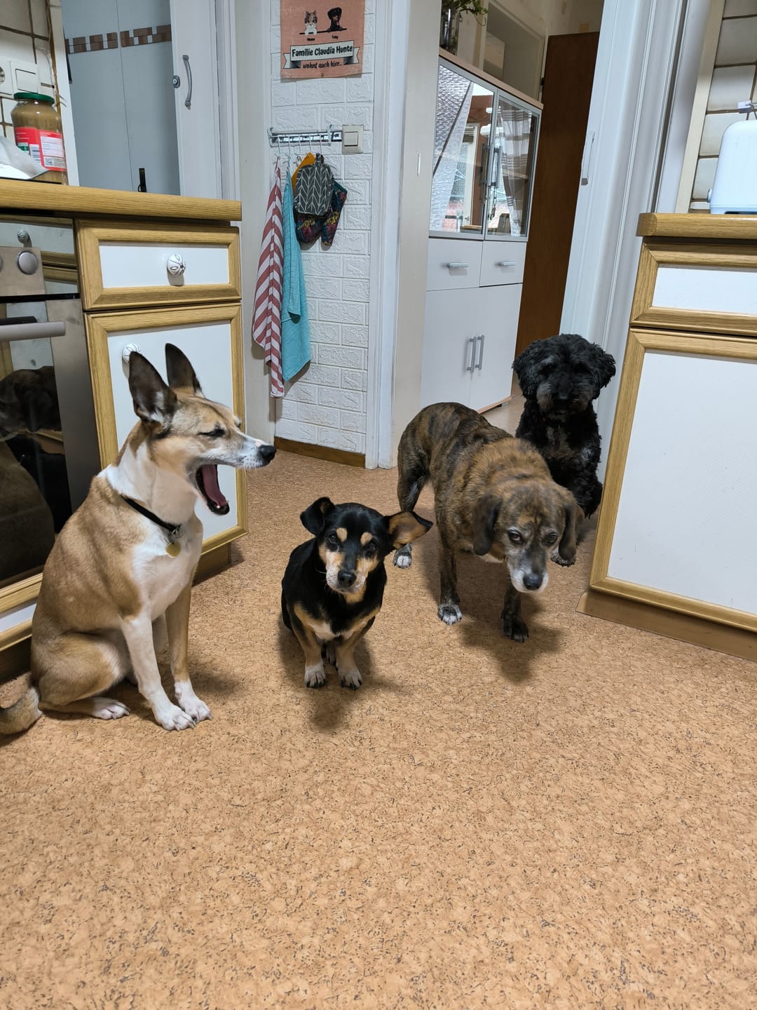 Customer photo review of DNA Test Rassebestimmung Basic Hund