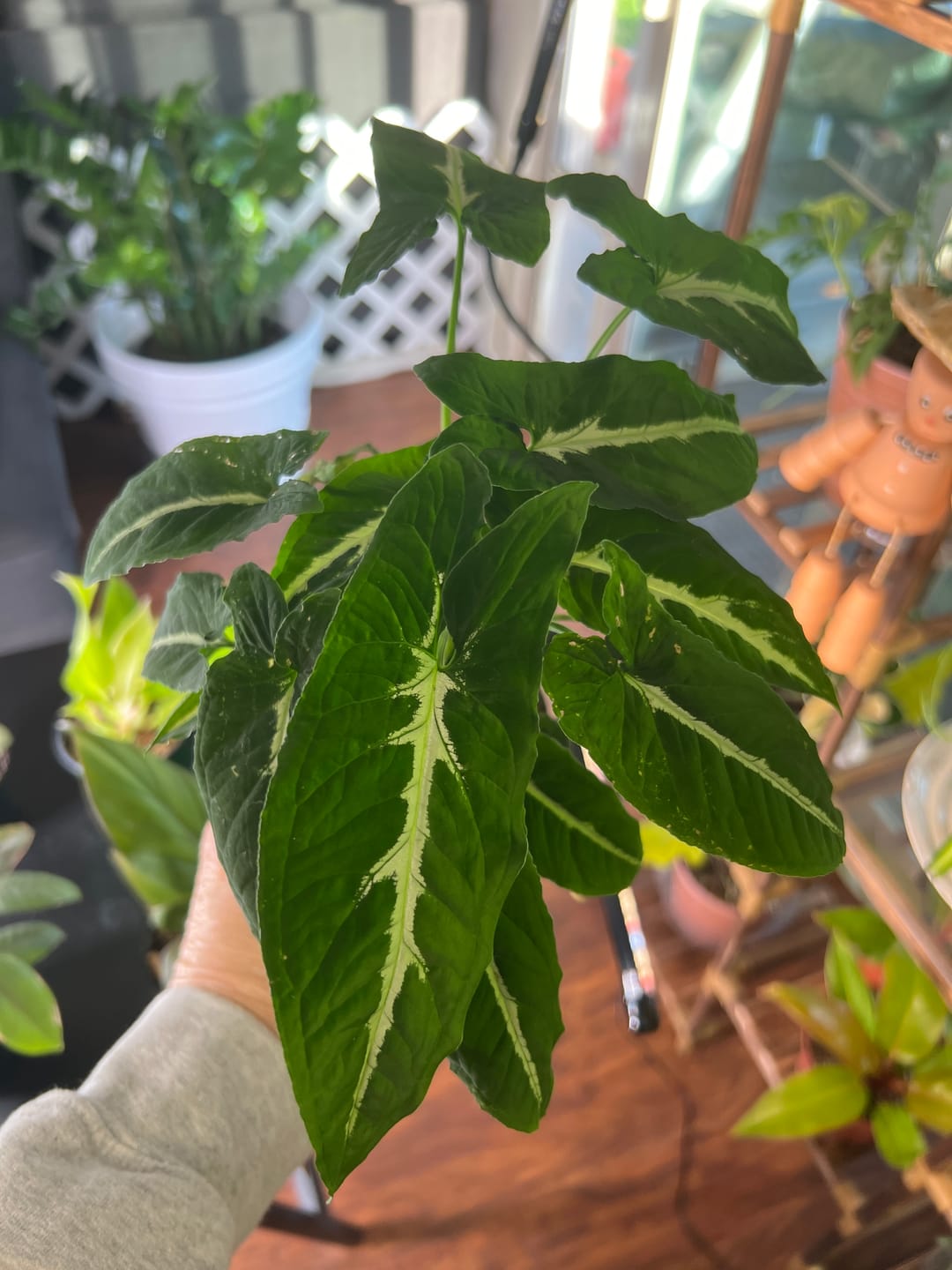 Customer photo review of Syngonium wendlandii