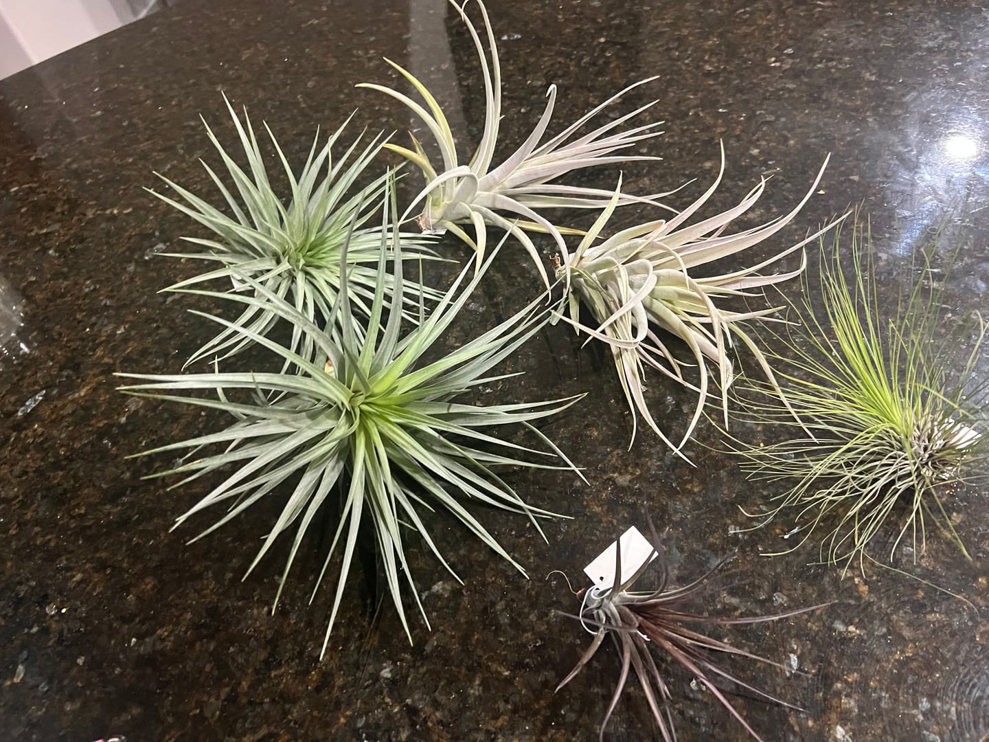 Customer photo review of Large Air Plants Mystery Box