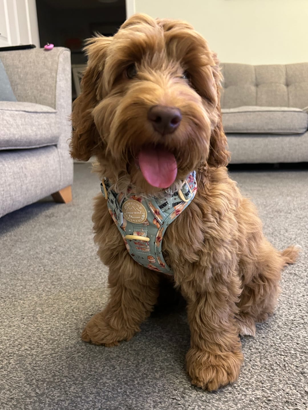 Customer photo review of Tough Trails™ Harness - Winnie The Pooh
