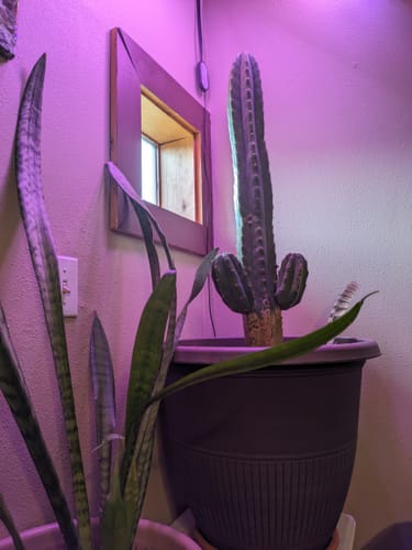 Customer photo review of San Pedro Cactus | Echinopsis (Trichocereus) pachanoi