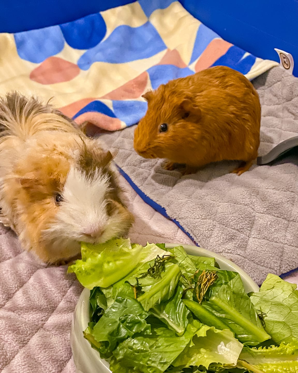 Customer photo review of Premium GuineaDad Liner