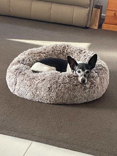 Customer photo review of PaWz Removable Cover Calming Pet Bed