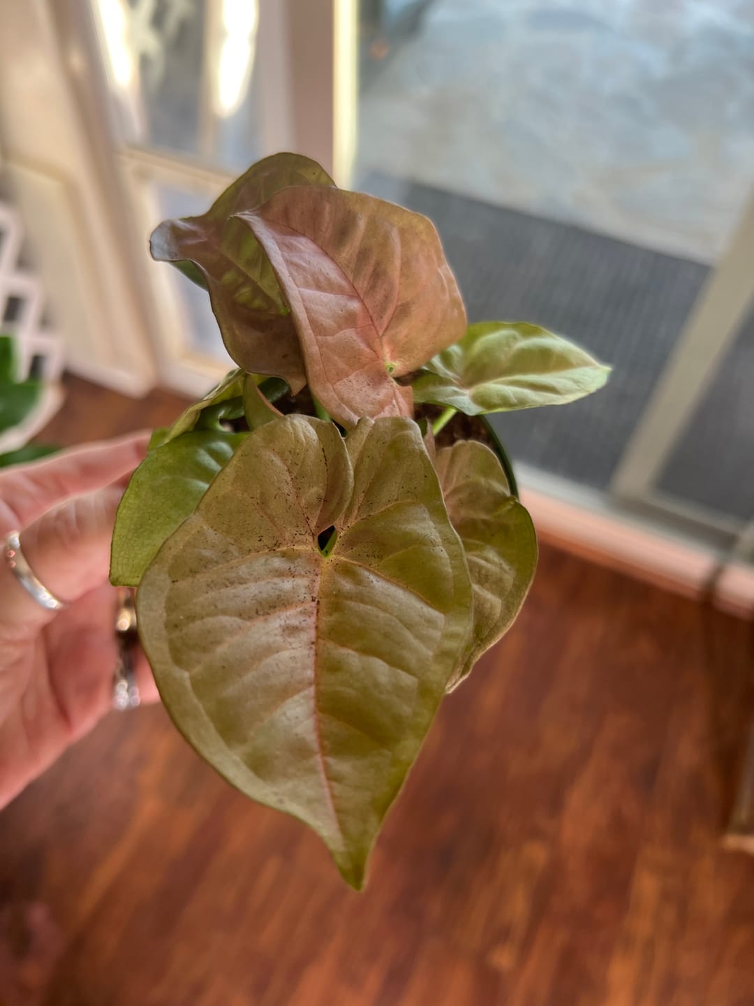 Customer photo review of Syngonium podophyllum 'Neon Robusta'
