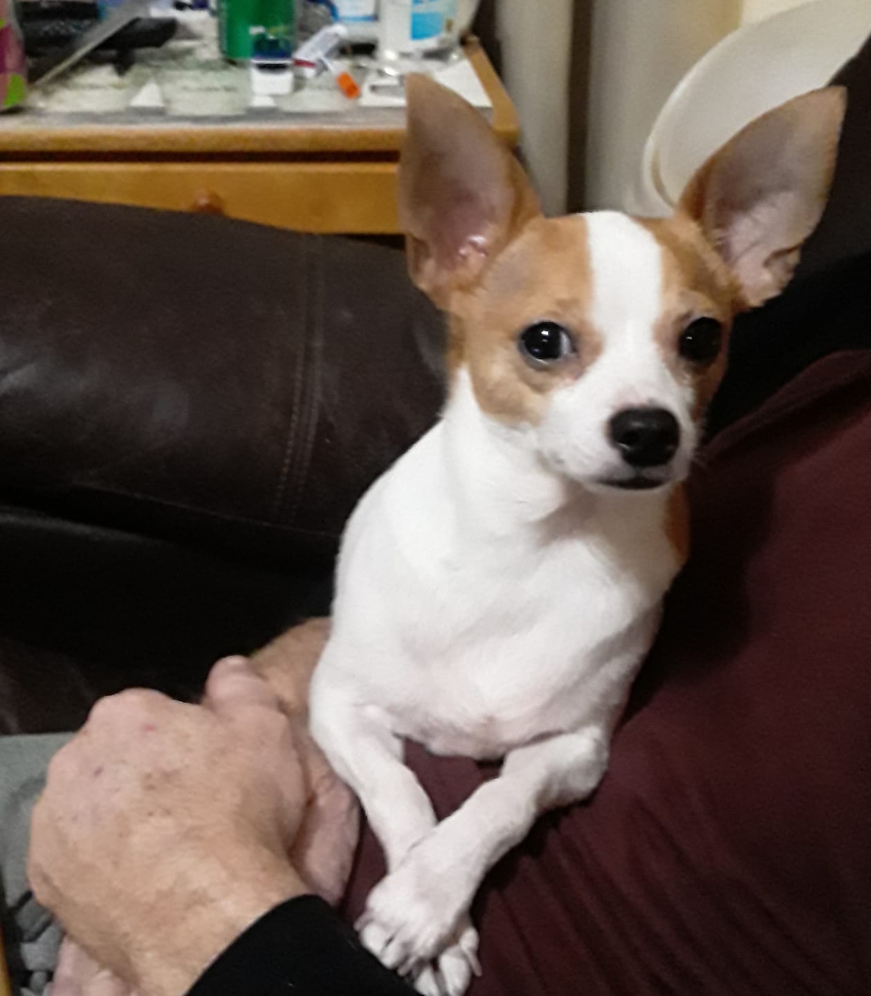 Customer photo review of Oral Health Gum Healing Formula for Dogs, 300 Tablets, 30-Day Supply