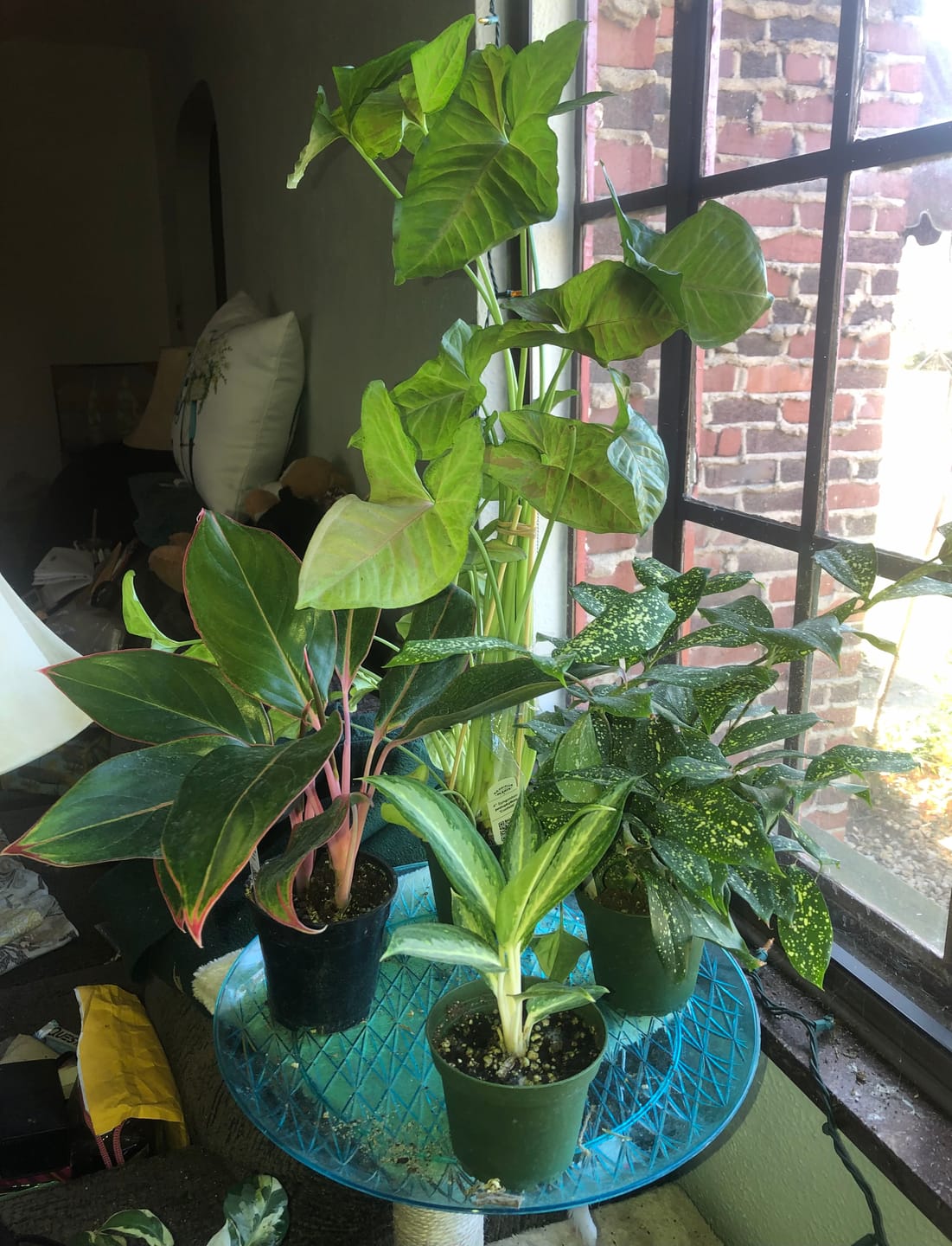 Customer photo review of Aglaonema 'White Rain'