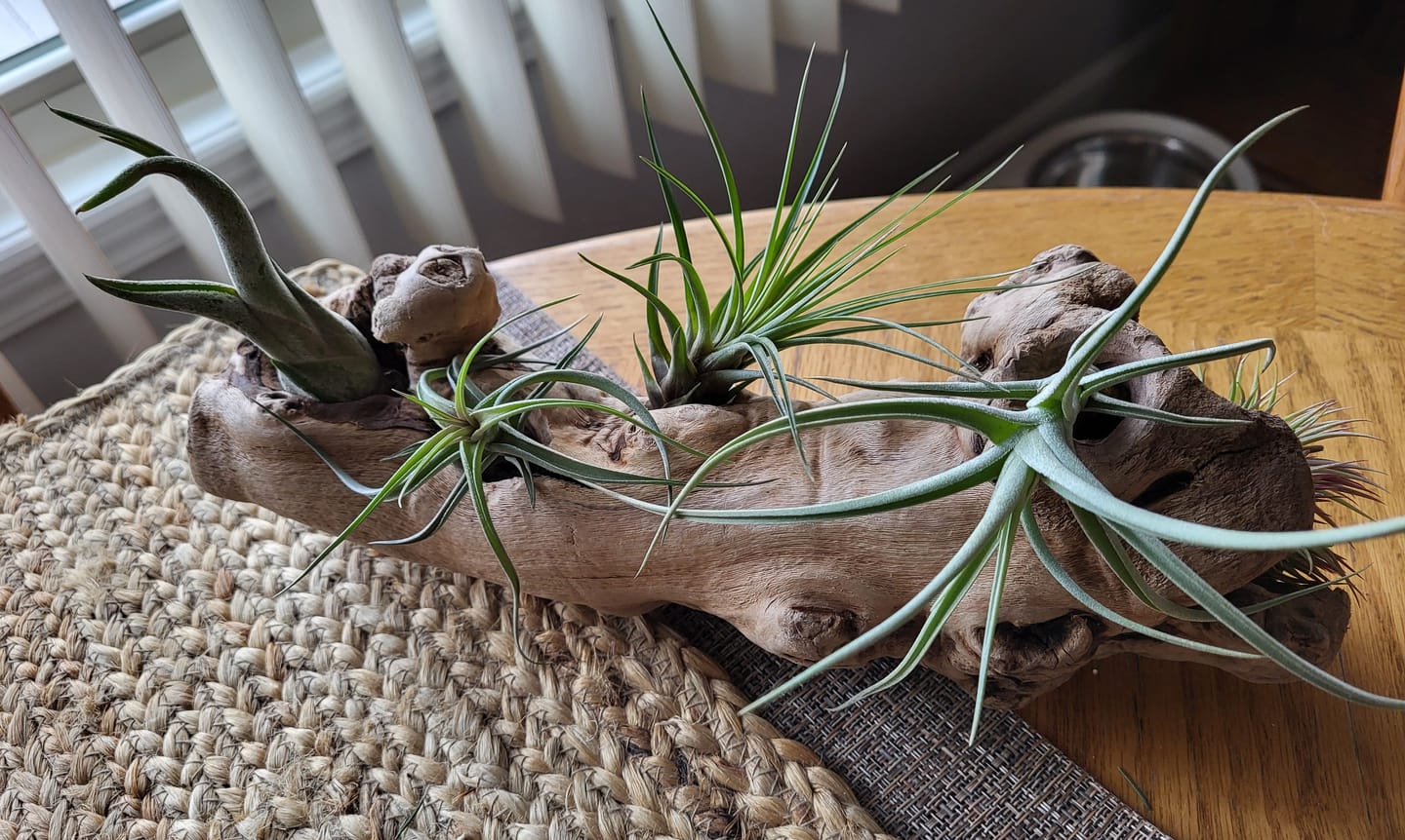 Customer photo review of *6 Pack* Premium Air Plants Mix  *Cannot Be Shipped Internationally*