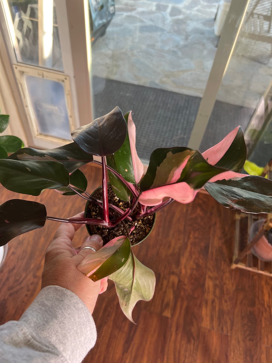 Customer photo review of Philodendron Pink Princess - 4"