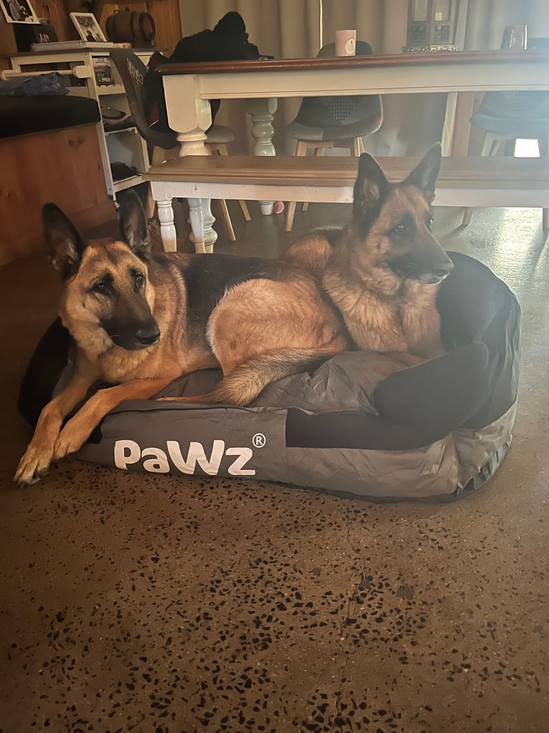 Customer photo review of PaWz waterproof heavy-duty bed