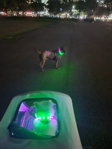 Customer photo review of LaRoo萊諾 F20 發光狗項圈 LED項圈 45 / 65cm  USB充電