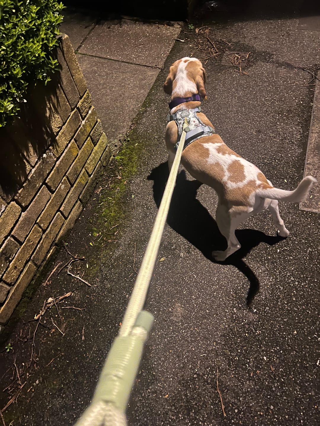 Customer photo review of Tough Trails™ Harness - 100 Aker Wood