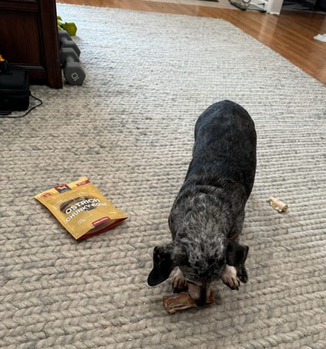 Customer photo review of Ostrich Chunky Bones. Long-lasting, Natural Dog Gnaw Treat by Savannah Pet Food