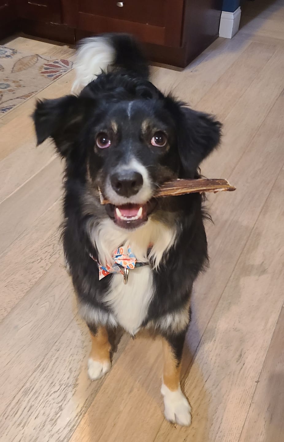 Customer photo review of 6 Inch Beef Jerky Strip