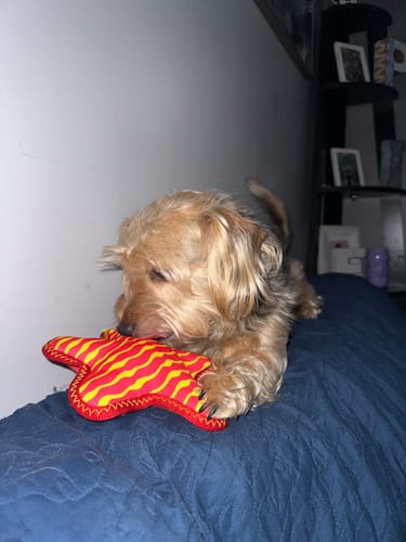 Customer photo review of Clean Earth Plush - 100% Sustainable