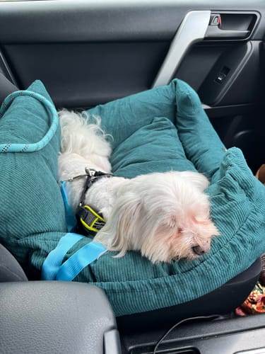Customer photo review of PaWz Dog Car Booster Seat
