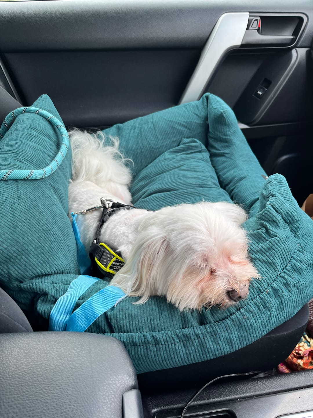 Customer photo review of PaWz Dog Car Booster Seat