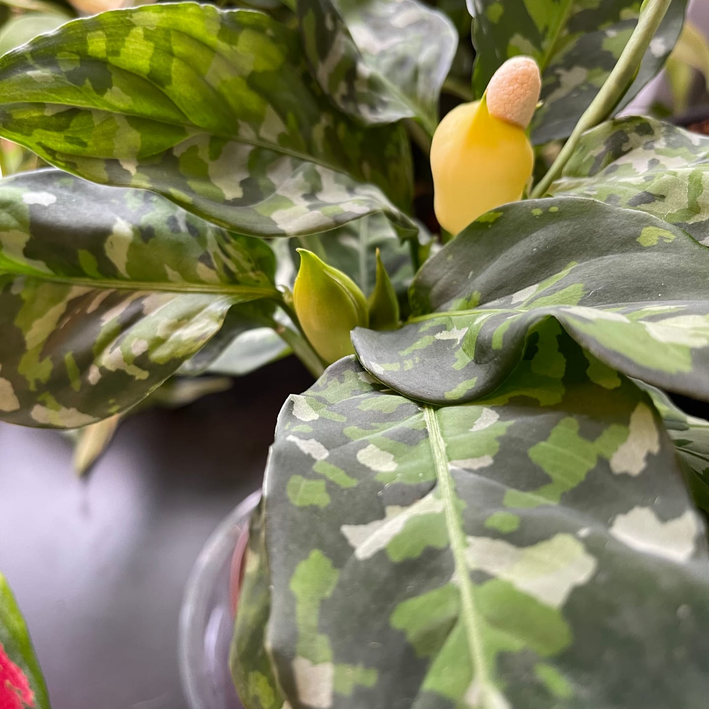 Customer photo review of Aglaonema pictum tricolor