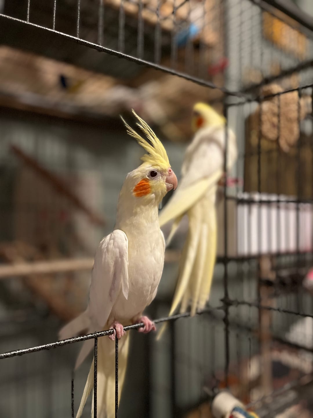 Customer photo review of Cockatiel Bird Food 1kg - Seed Feed Mix For Cockatiels