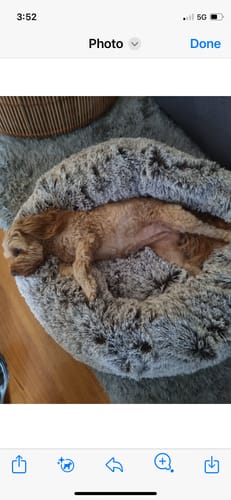 Customer photo review of PaWz Removable Cover Calming Pet Bed