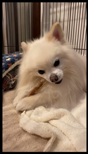 Customer photo review of 6" Thin Bully Sticks