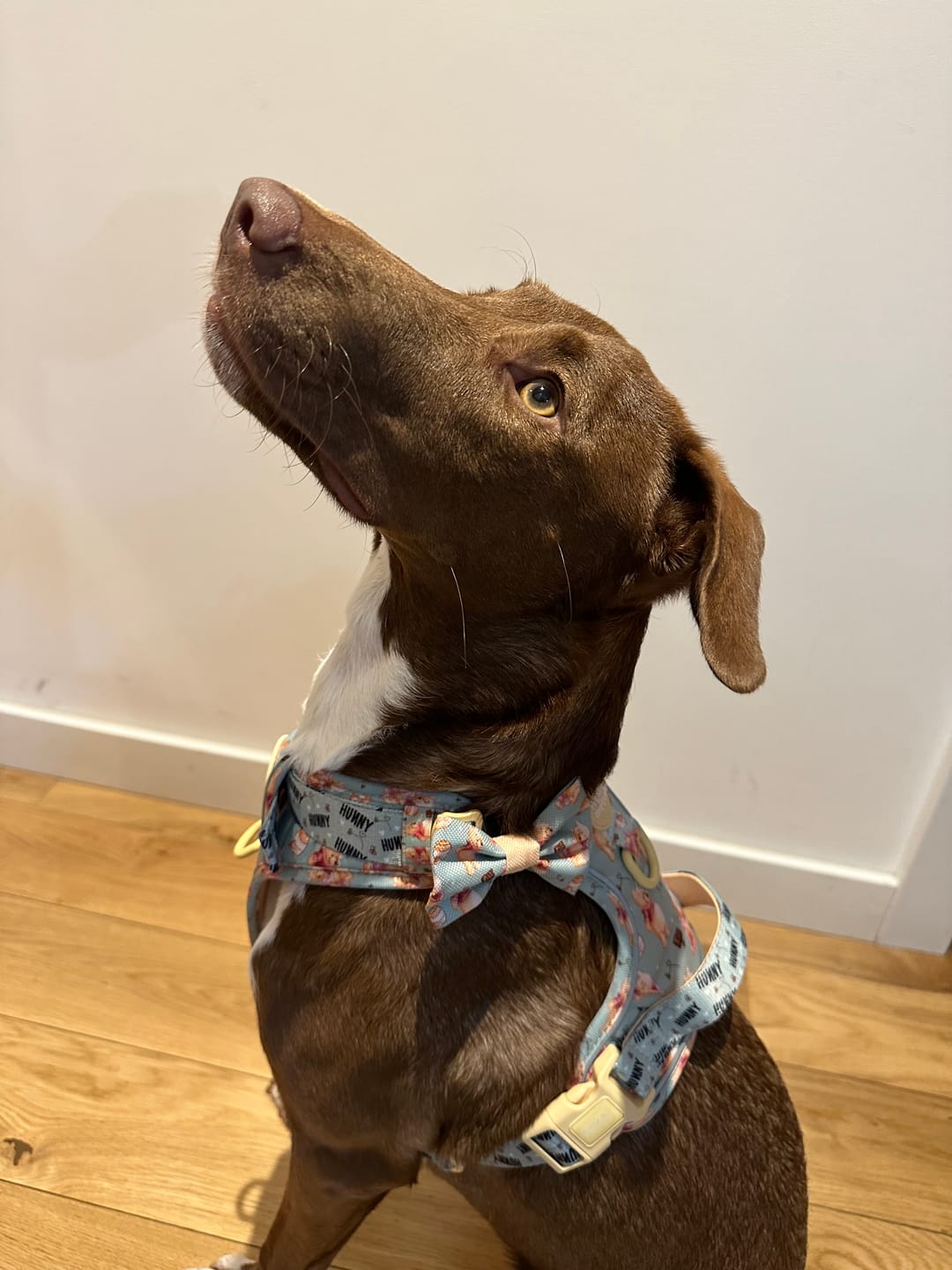 Customer photo review of Tough Trails™ Harness - Winnie The Pooh