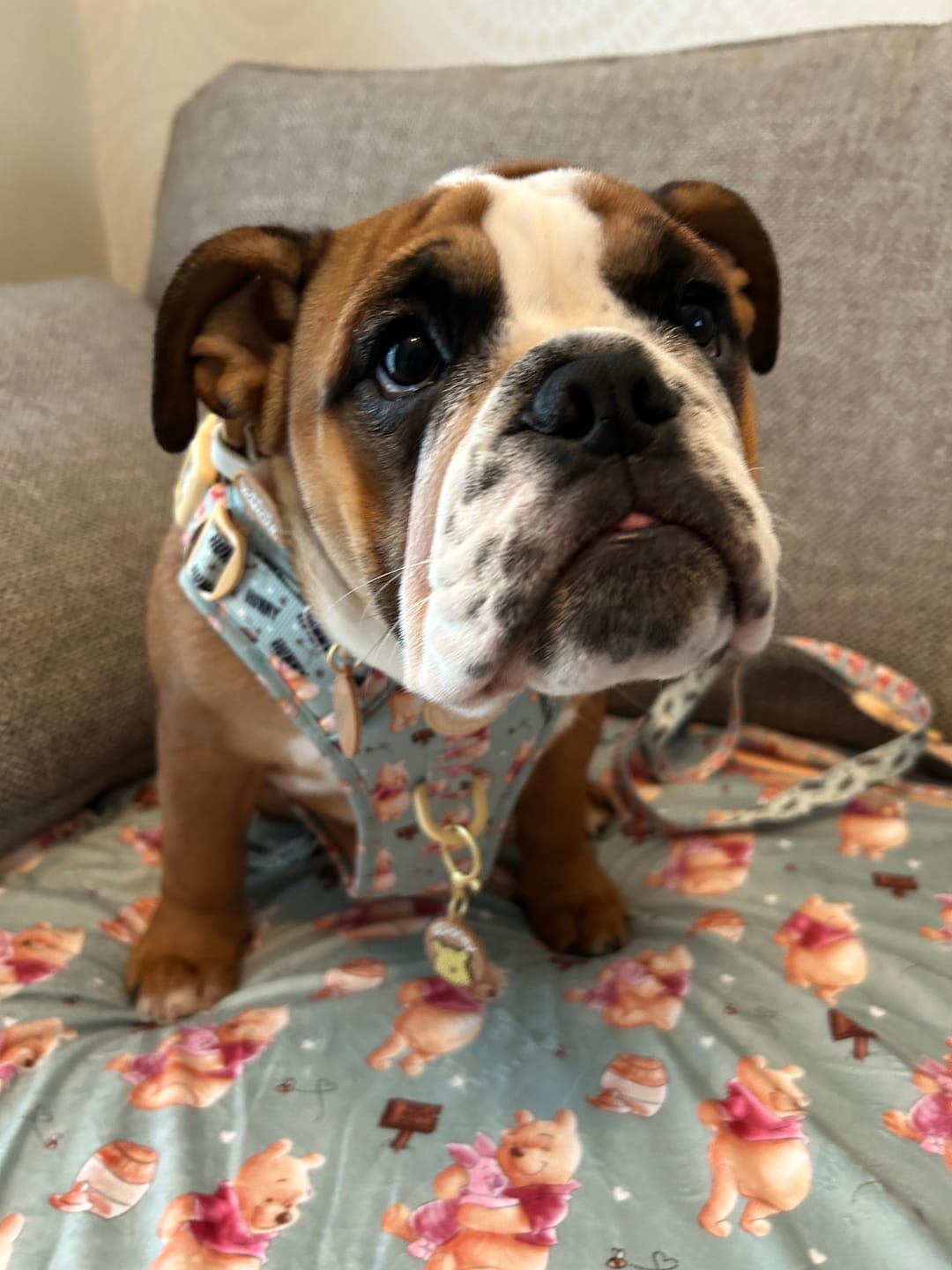 Customer photo review of Tough Trails™ Harness - Winnie The Pooh