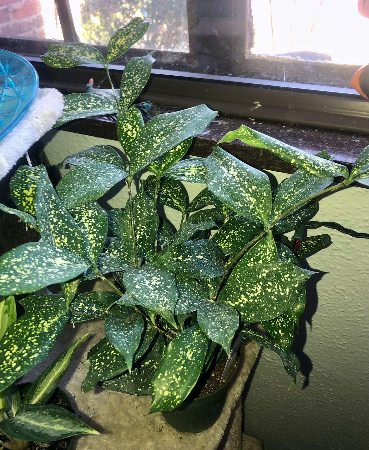 Customer photo review of Dracaena surculosa 'Florida Beauty'
