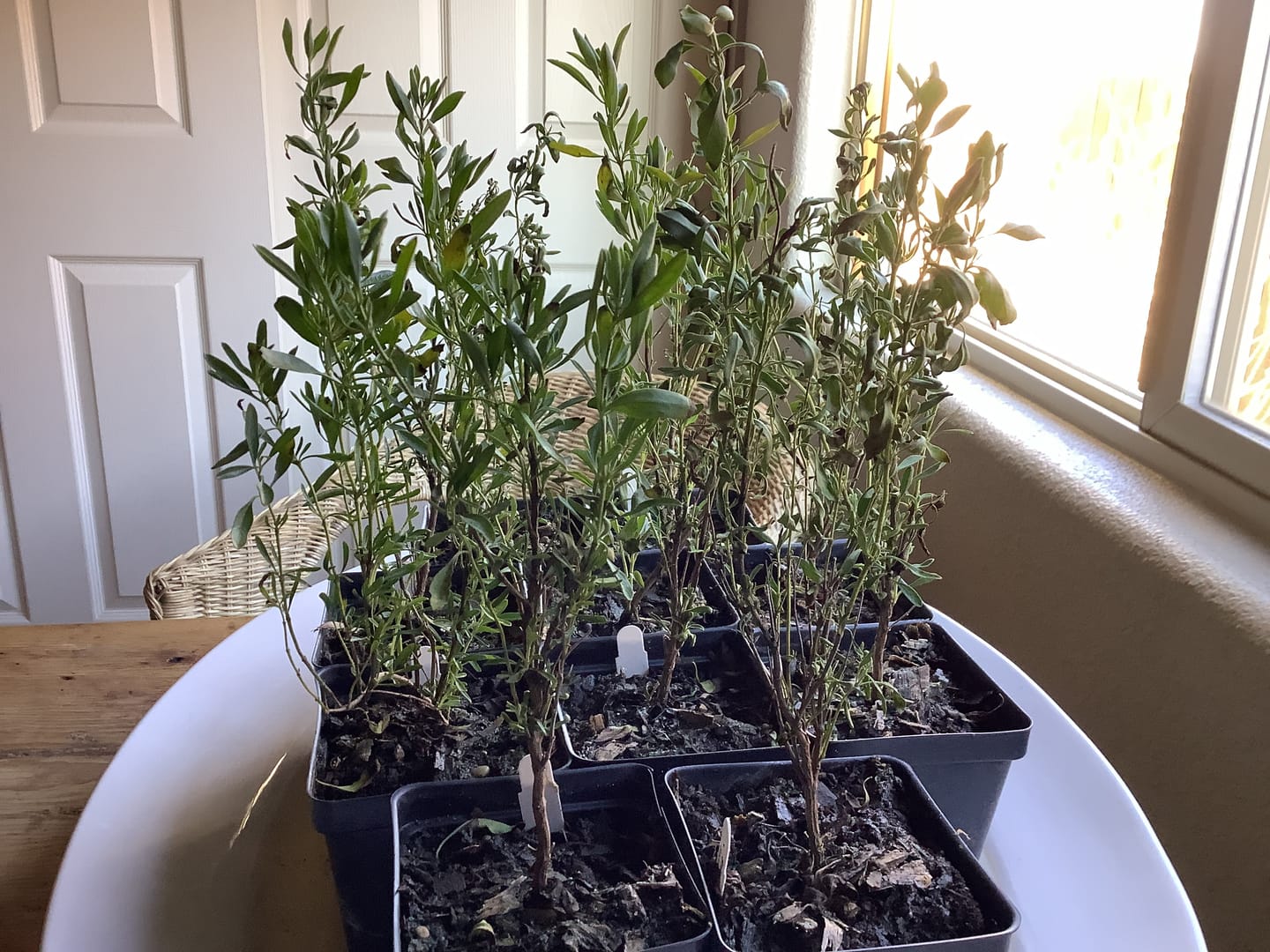 Customer photo review of Salvia greggii 'White'