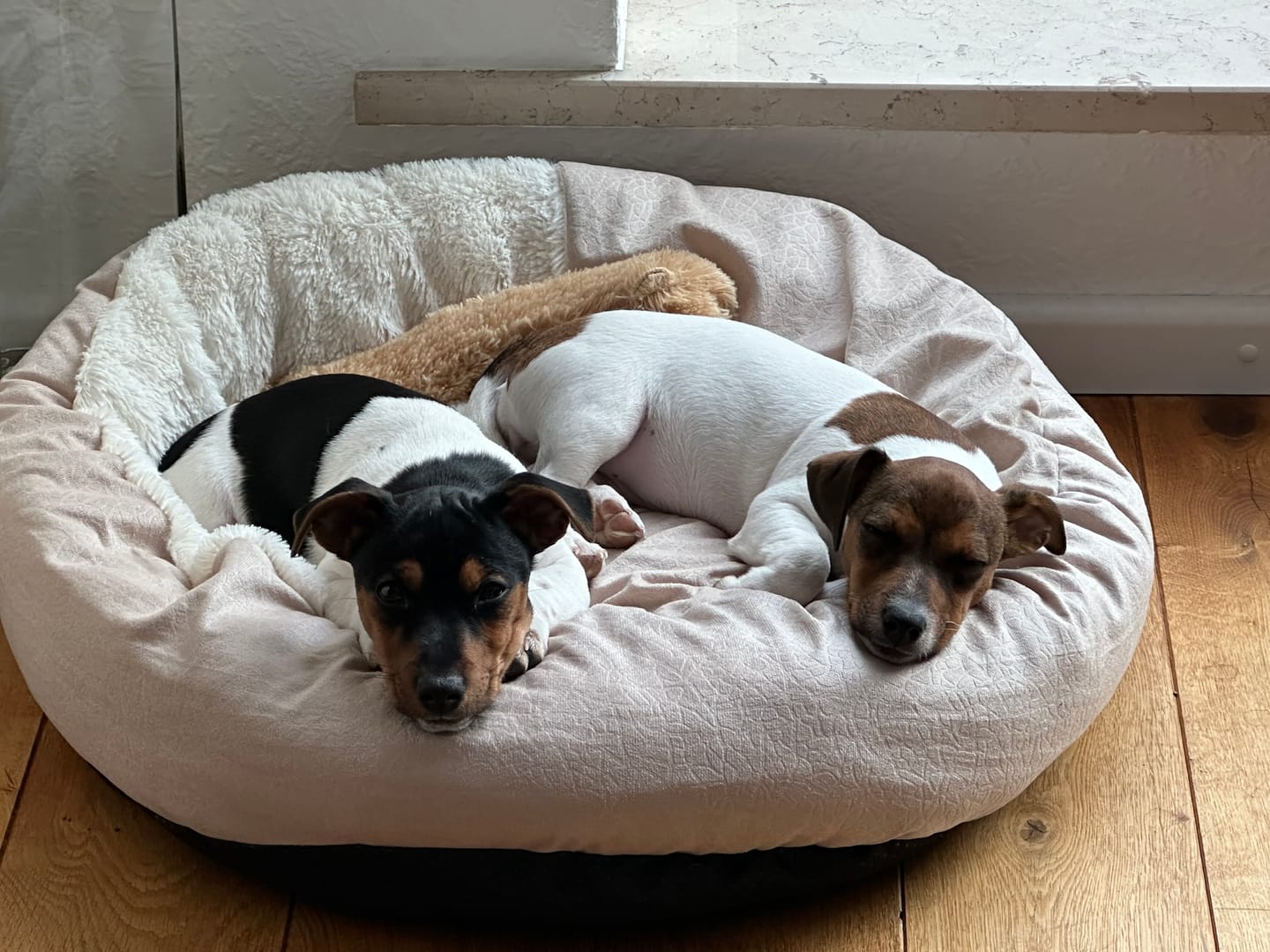 Customer photo review of *Neu*Emmalove - Kuschelhöhle für Hunde
