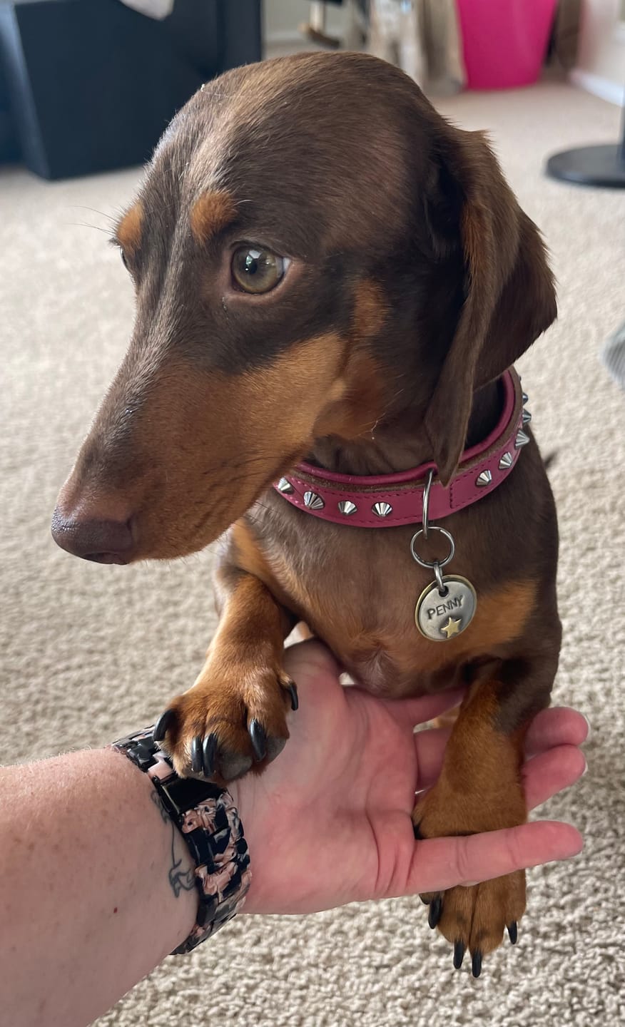 Customer photo review of Hand Made Leather Dog Collar - Imperial Dusky Pink & Chrome (Slim Fit)