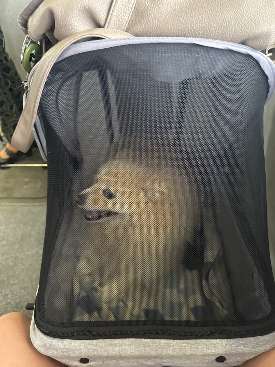Customer photo review of PaWz Pet Dog Stroller Pram 4 Wheels