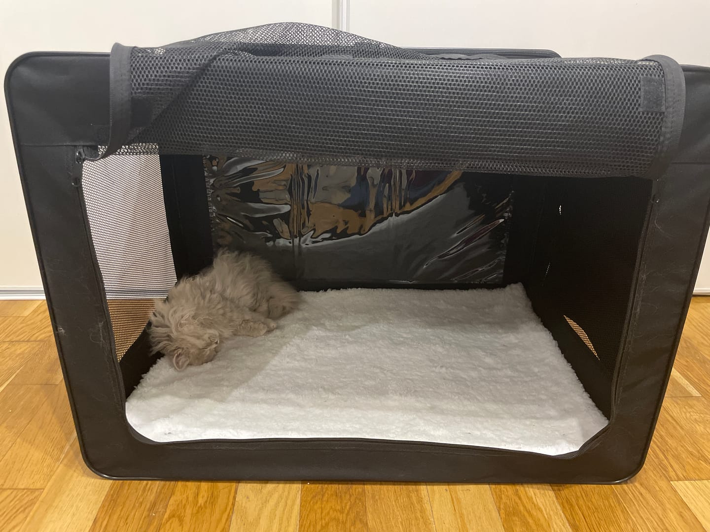 Customer photo review of Cage de transport pliable (chat)