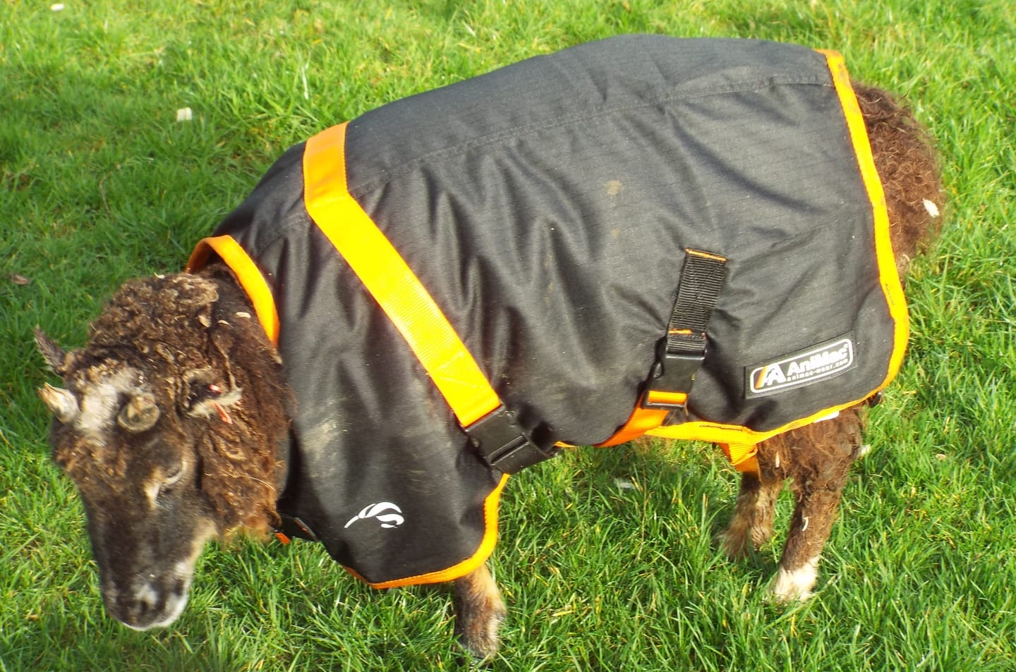 Customer photo review of Sheep Coat | Waterproof