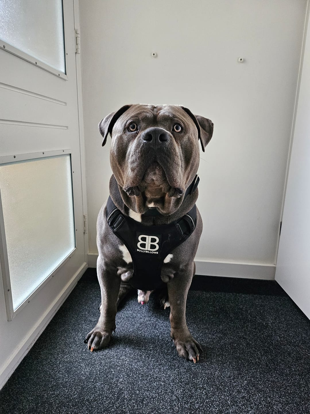 Customer photo review of Premium Comfort Harness | Non Restrictive & Adjustable - Black v2.0