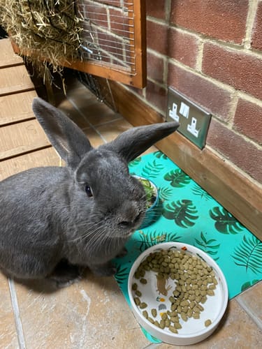 Customer photo review of Timothy Hay Box 'Blend'