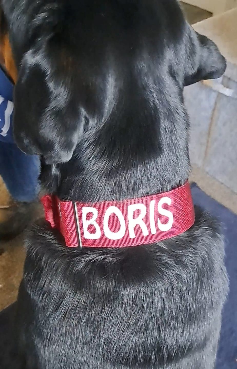 Customer photo review of 5cm Combat® Collar | With Handle & Rated Clip - Red v2.0