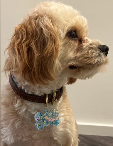 Customer photo review of Blue Pet Tag