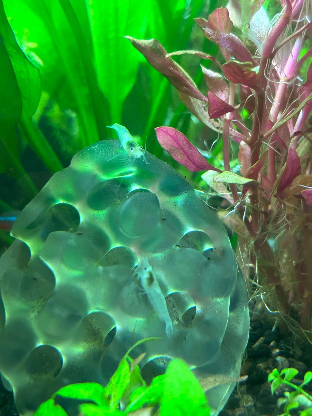 Customer photo review of Snowball Shrimp