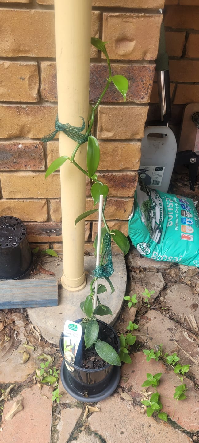 Customer photo review of Vanilla Bean Orchid
