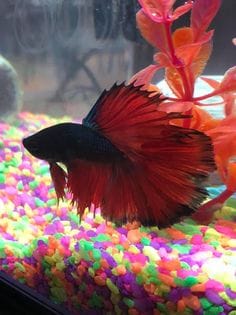 Customer photo review of Red Copper Halfmoon Male Betta Fish