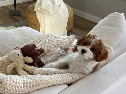 Customer photo review of Organic Cotton Plush Toys