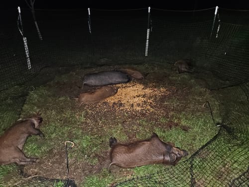 Customer photo review of Pig Brig Trap System