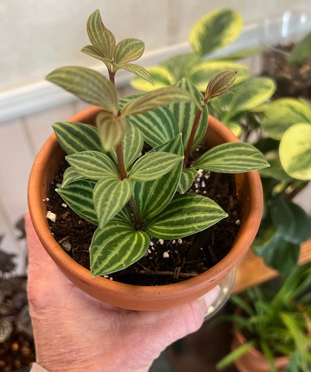 Customer photo review of Peperomia tetragona "Parallel"