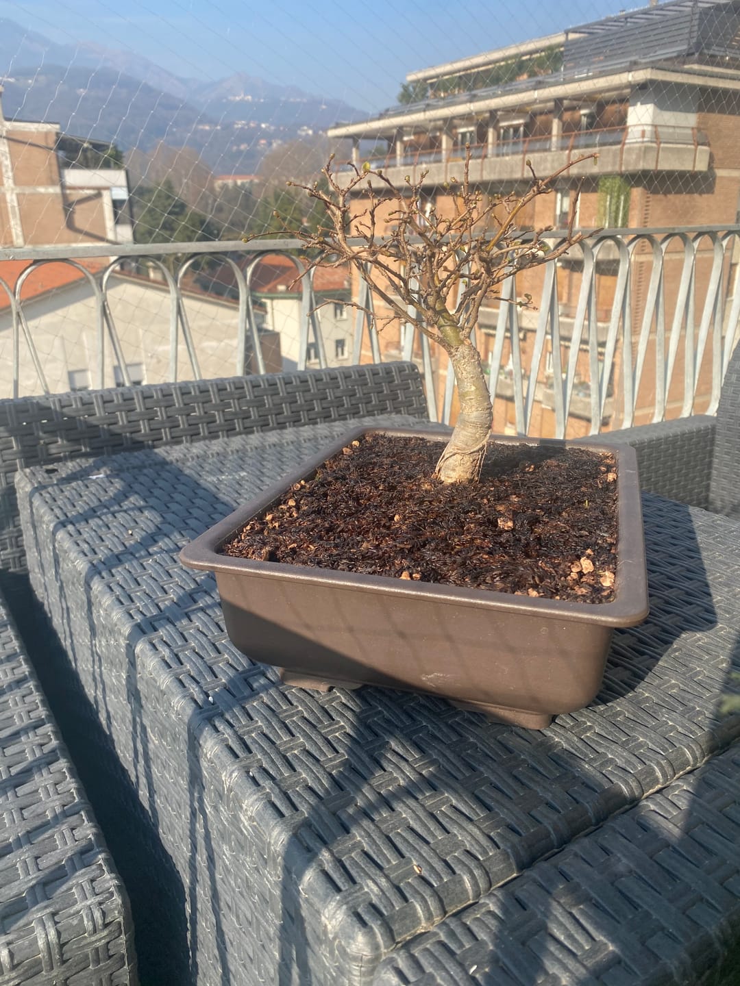 Customer photo review of VASI BONSAI PLASTICA RIGIDA PROFESSIONALI