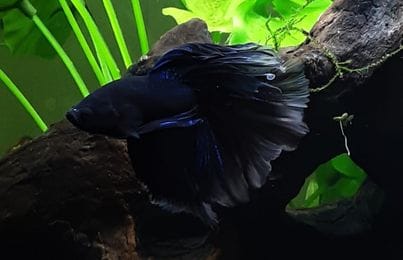 Customer photo review of Super Black Halfmoon Male Betta Fish