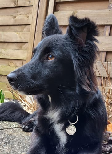 Customer photo review of Personalisierte Hundemarke Rund mit Gravur