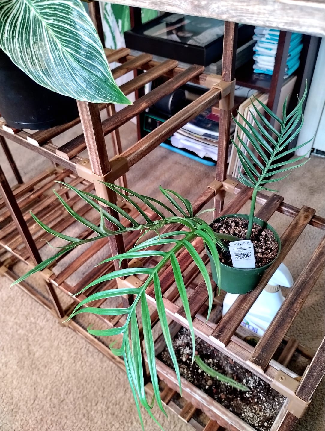 Customer photo review of Philodendron tortum