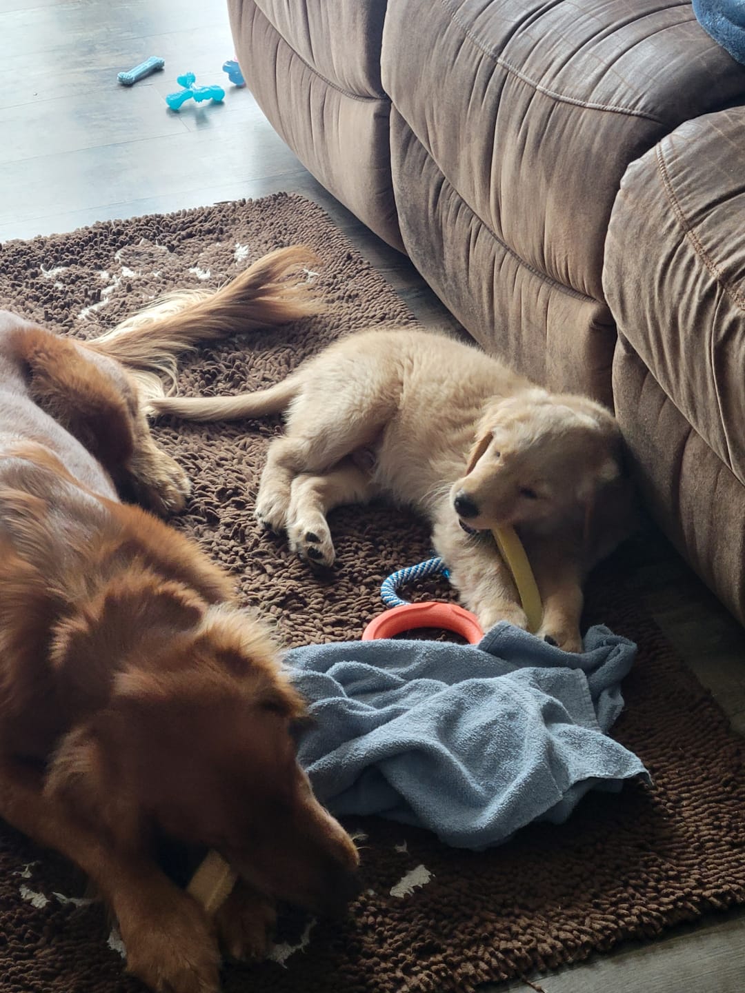Customer photo review of Himalayan Yak Chew (SMALL)