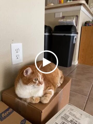 Customer video review of Royal Canin Veterinary Diet - Urinary SO+ Satiety Dry Cat Food